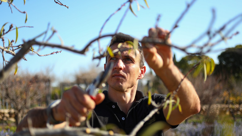 man pruning a tree