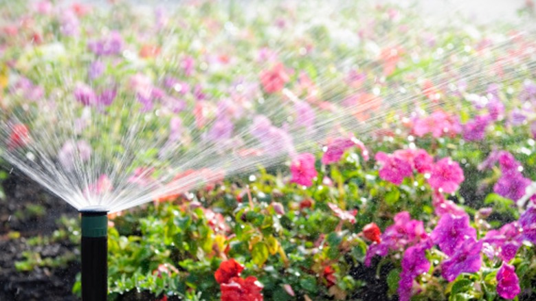 sprinkler watering garden with pink flowers