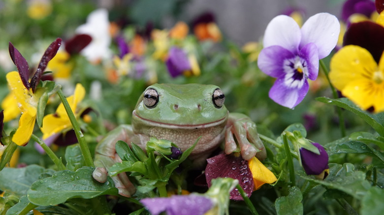 frog on flowers in garden