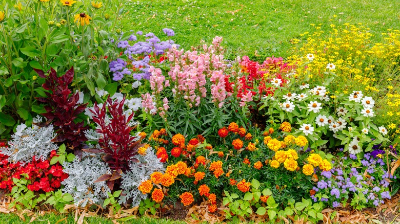 tightly packed garden with colorful flowers