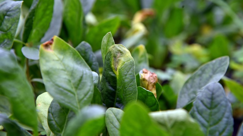 Diseased spinach leaves