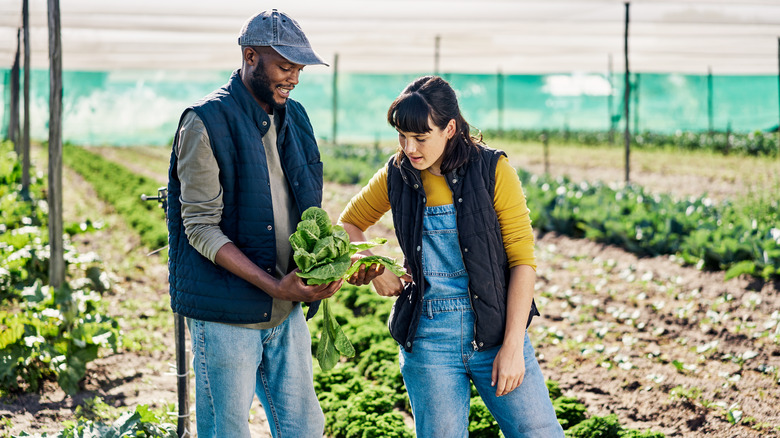 Man and woman spinach plants