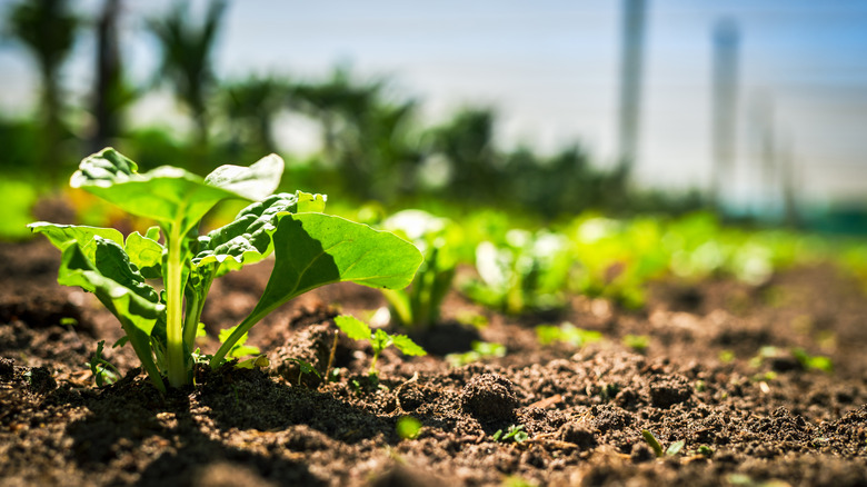 Row of spinach in garden