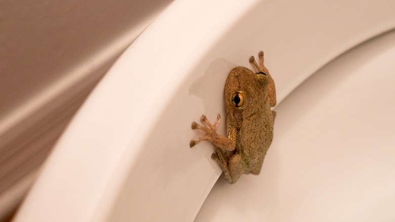 frog in toilet bowl