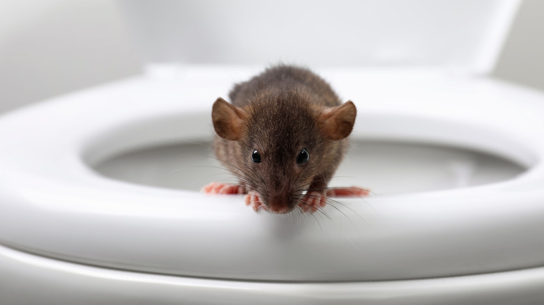 mouse on toilet seat