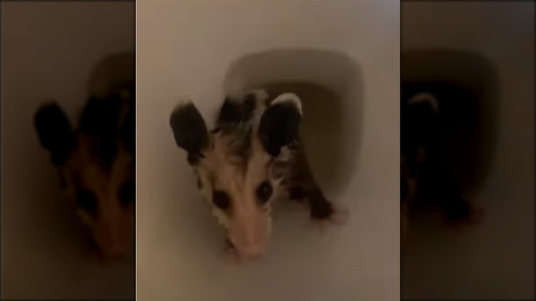 possum in toilet