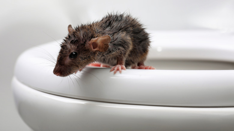 rat on toilet seat