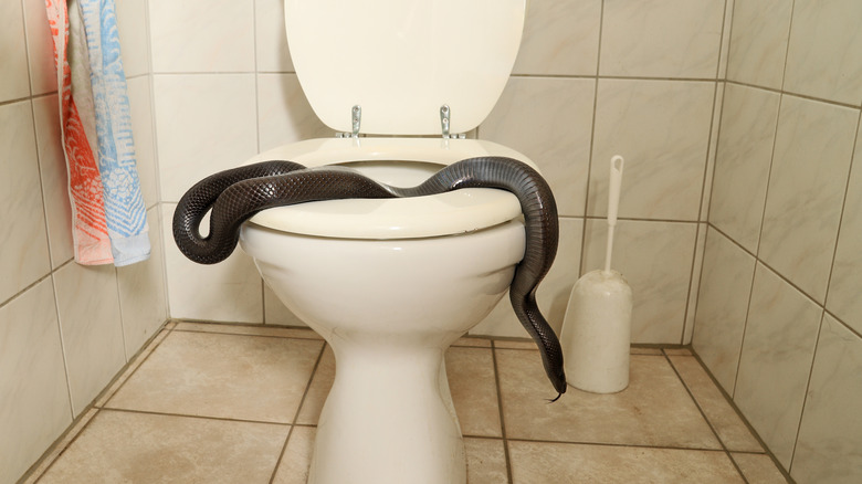 snake in toilet