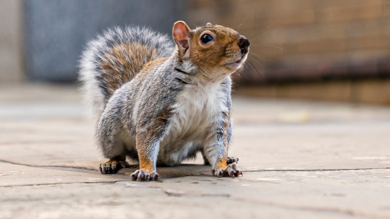 squirrel on stones