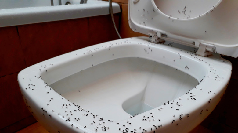 ants walking on toilet seat