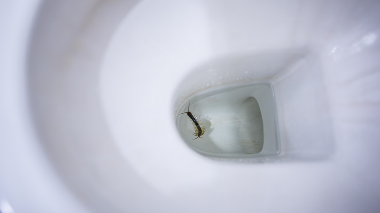 centipede in toilet
