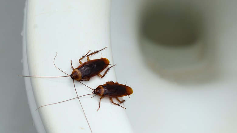 cockroach on toilet seat