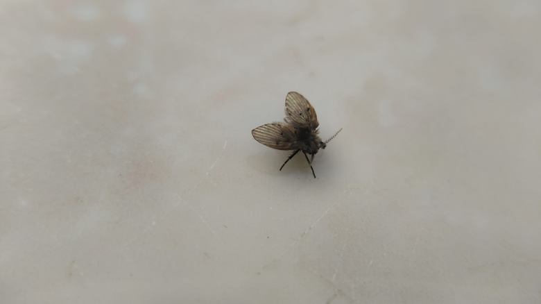 drain fly on sink