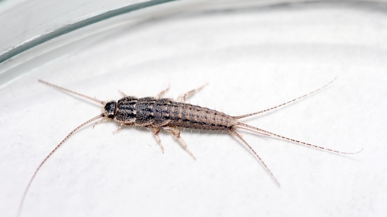 silverfish in house