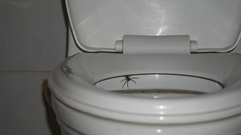 spider crawling on toilet sink