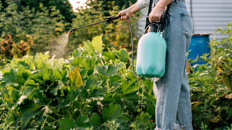 Person applying pesticide to a garden