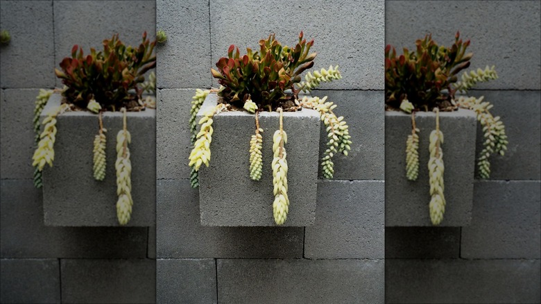 cinder block planter in wall