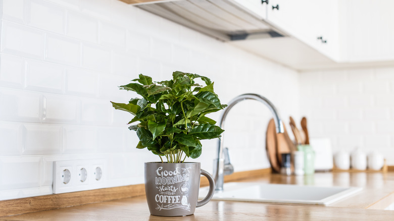 plant in gray coffee mug