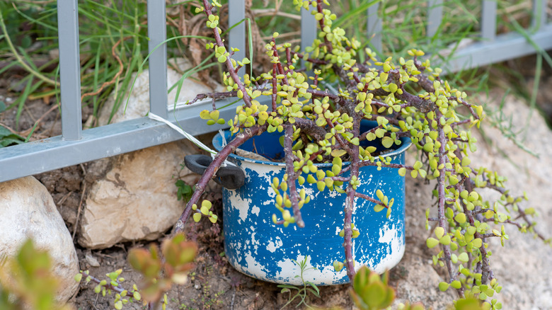 blue metal saucepot planter