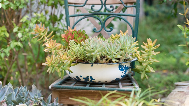 succulents in white blue bowl