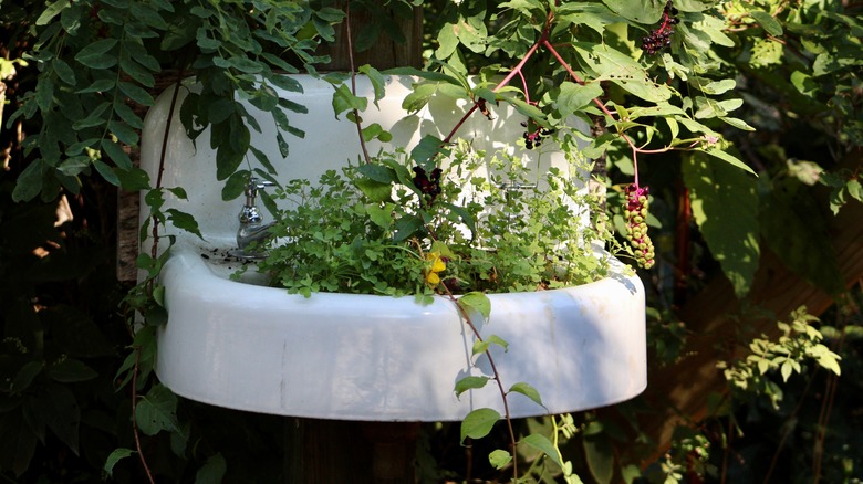 white ceramic sink planter