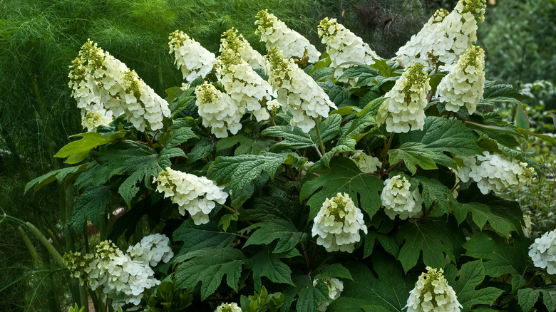 Am oakleaf hydrangea in bloom