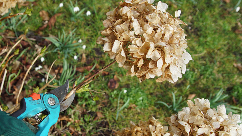 Browned hydrangea flower