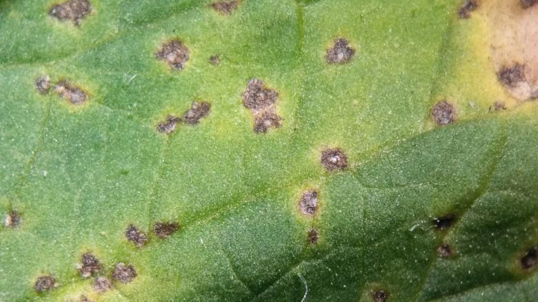 Bacterial leaf spot