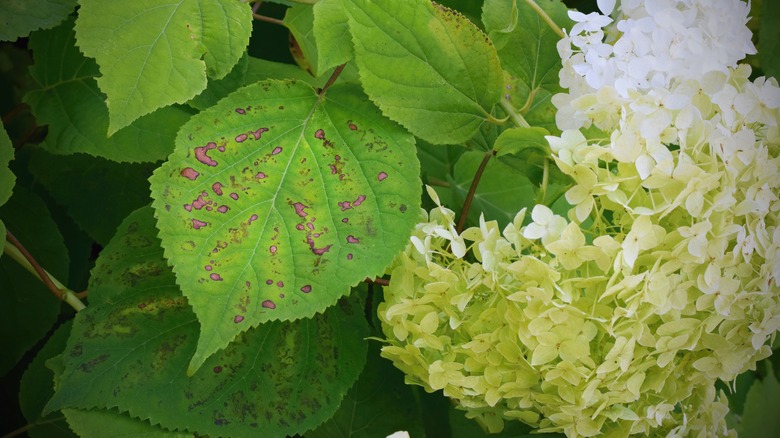 Cercospora fungus on hydrangea leaf