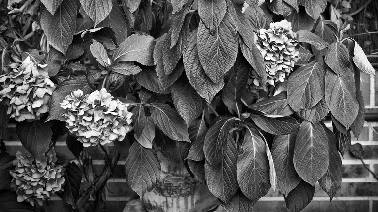 A wilted hydrangea plant
