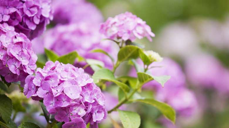 Pink hydrangea blossoms