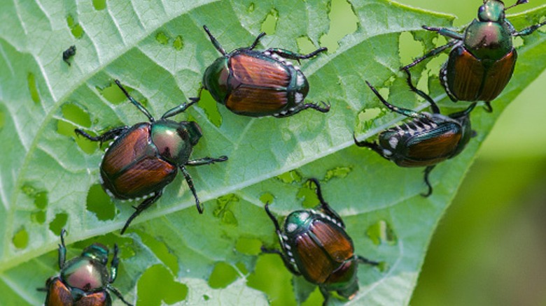 Japanese beetles on a plant leaf