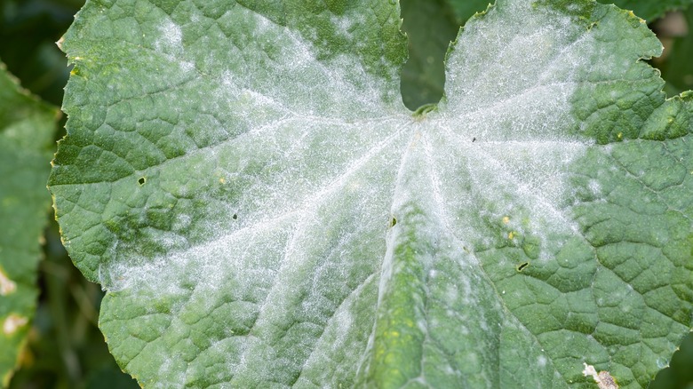 Powdery mildew on a plant leaf