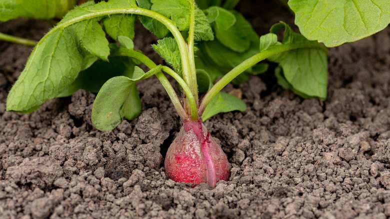 Split radish in ground