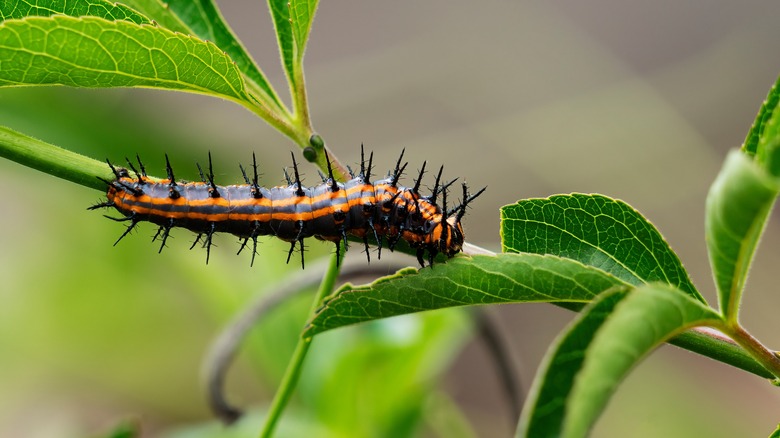 gulf fritillary caterpillar on passionflower