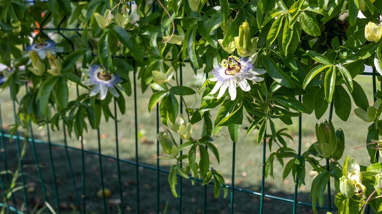 passionflower growing on fence 