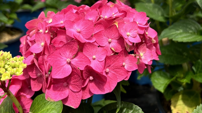 closeup of summer crush hydrangea