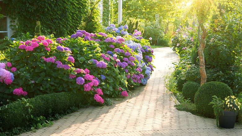 big leaf hydrangeas in garden