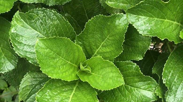 bigleaf hydrangea with no flowers