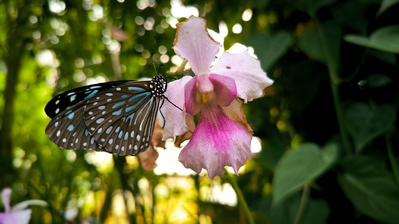 Cinnamon butterfly on flower