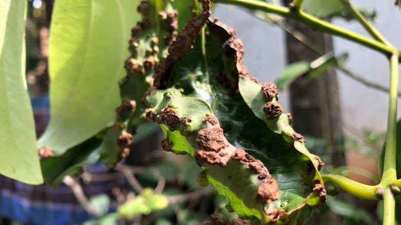 Diseased cinnamon tree leaves