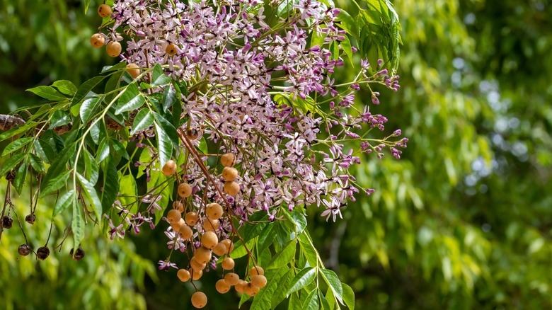 Flowers and fruit on cinnamon tree