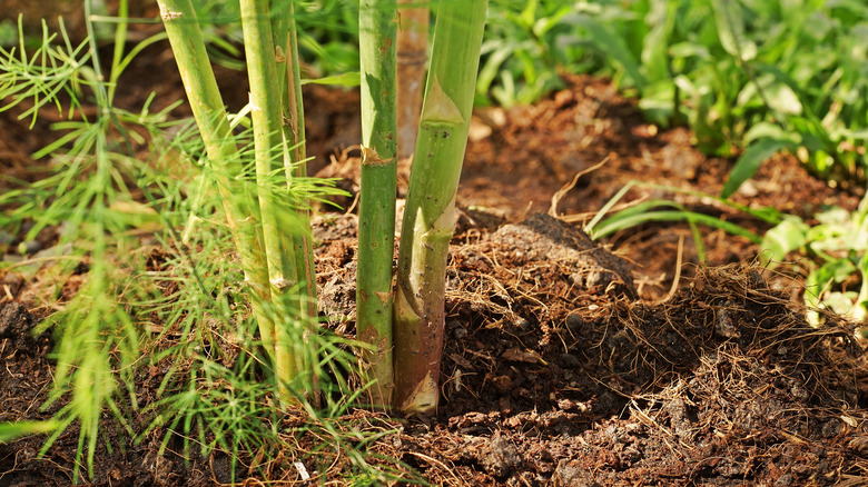 Asparagus infected with Cercospora blight