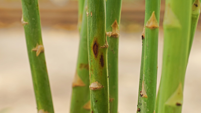 Fusarium lesions on asparagus stem