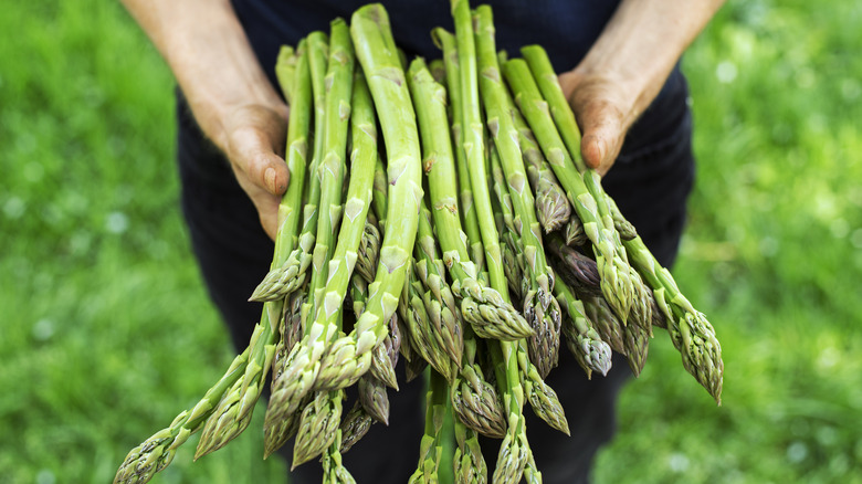 Gardener holding harvested asparagus