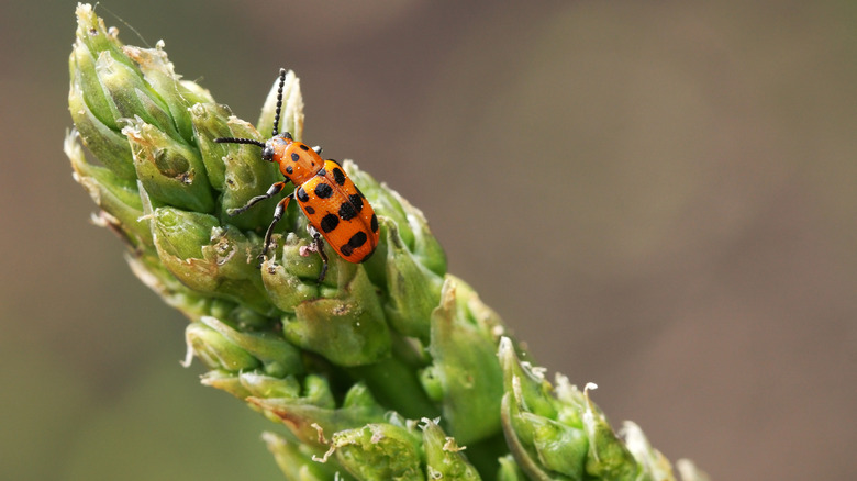 Spotted asparagus beetle