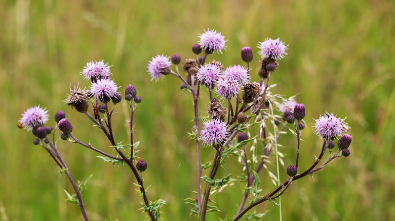 Canada thistle grows in asparagus bed