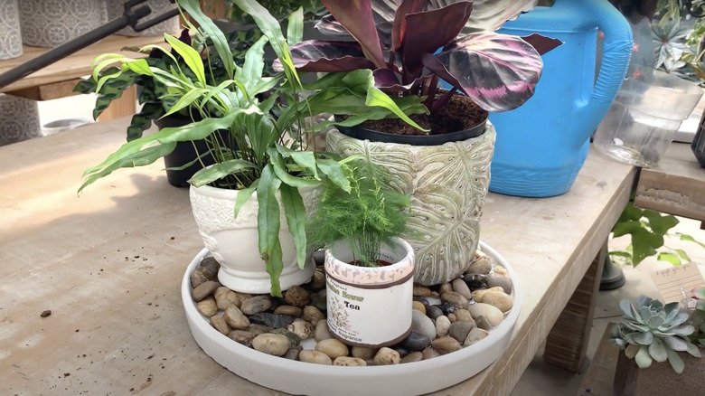 three houseplants on pebble tray