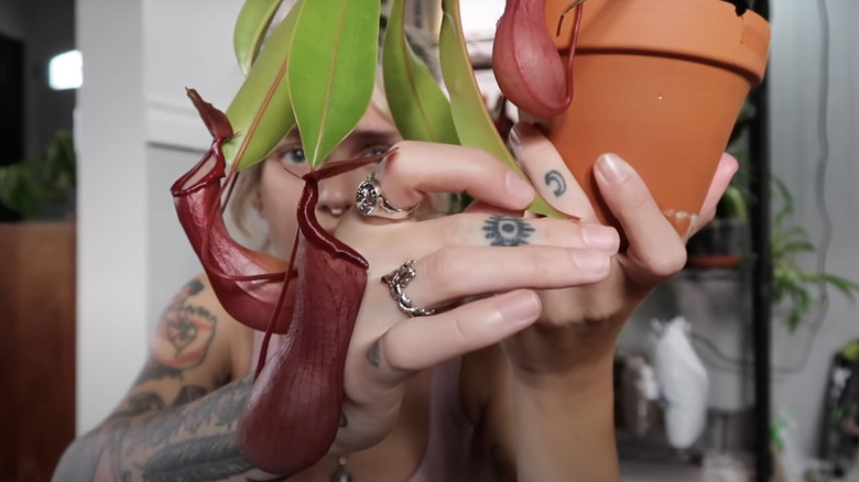 tattooed woman holding young pitcher plant