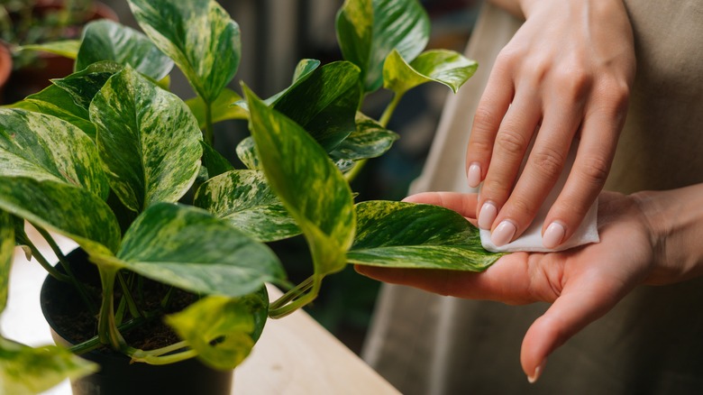 woman dusting indoor houseplant